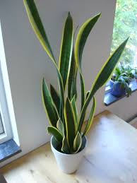 motherinlaw plant