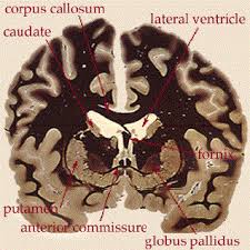 accumbens nucleus