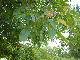 walnut tree