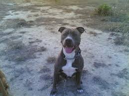 pittbul