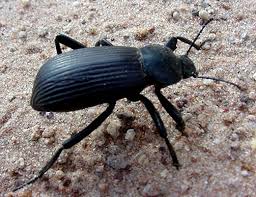 darkling beetles