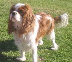 cavalier king charles dog