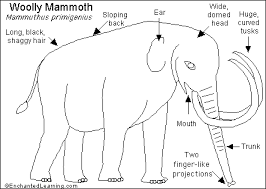 woolly mammoth