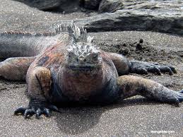 iguana beach