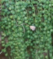 senecio radicans