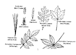 tree identifaction