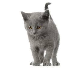 cats and kittens for sale