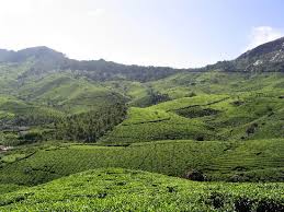 plantation