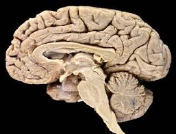 human brain