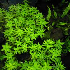 aromatica