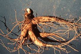 ginseng pictures