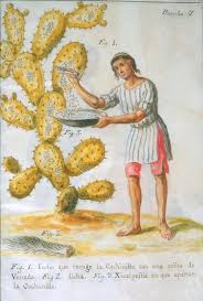 cochineal red
