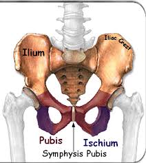 pelvic bone