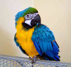 blue macaws