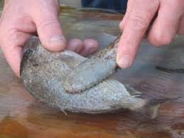 electric fish scalers