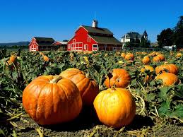 pumpkin farm
