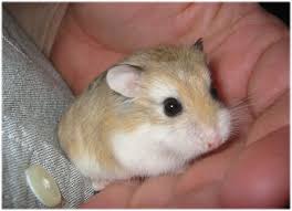 robo hampster