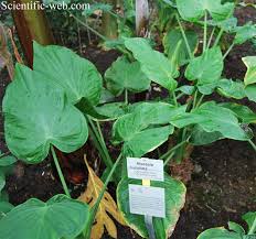 alocasia cucullata