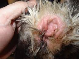 dog ear mites