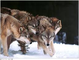 Pack of Wolves.