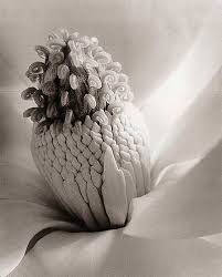 imogen cunningham photos