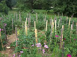 wooden tomato stakes