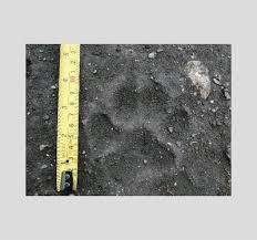 lynx paw print