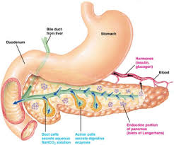 What is Pancreas and