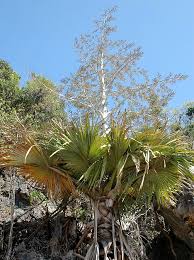 madagascar palm tree