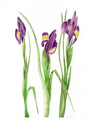 purple iris flower