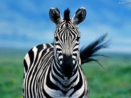 zebra animals