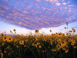 on earth as in heaven