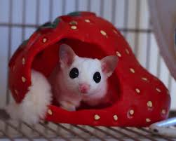 sugar glider pets