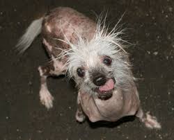 worlds ugliest dog