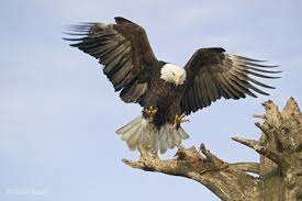 big birds