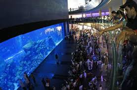 giant fish pictures