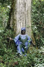 wangari