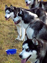 siberian husky sled dogs