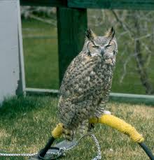 large birds of prey