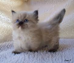 munchkin cats