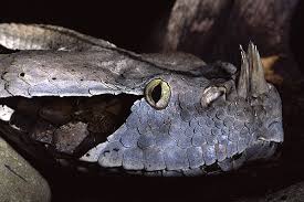 rhino viper snake