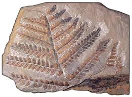 utah fossils