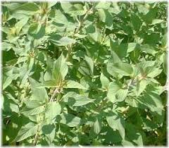 sage pineapple