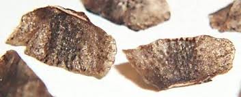 aloe seeds