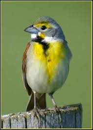 dickcissel