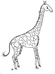 giraffe coloring