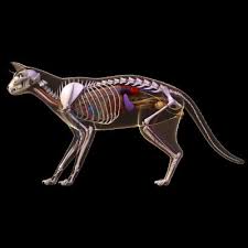 3d models anatomy