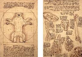 anatomy of a bear