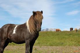 http://t0.gstatic.com/images?q=tbn:umaM3GQ55Bq3mM:http://www.visoterra.com/images/original/visoterra-chevaux-islandais-2799.jpg