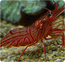 peppermint shrimp